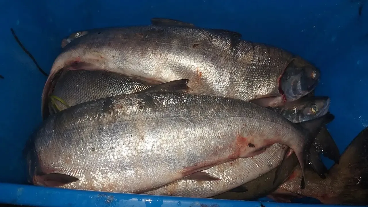 Продам Кету. Поротые самки 900р хвост. И 1200 самцы.Рыбка крупная.Южный.