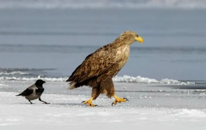 - Куда идем мы с Пятачком - большой, большой...
- Секрет! Каррр!.. )