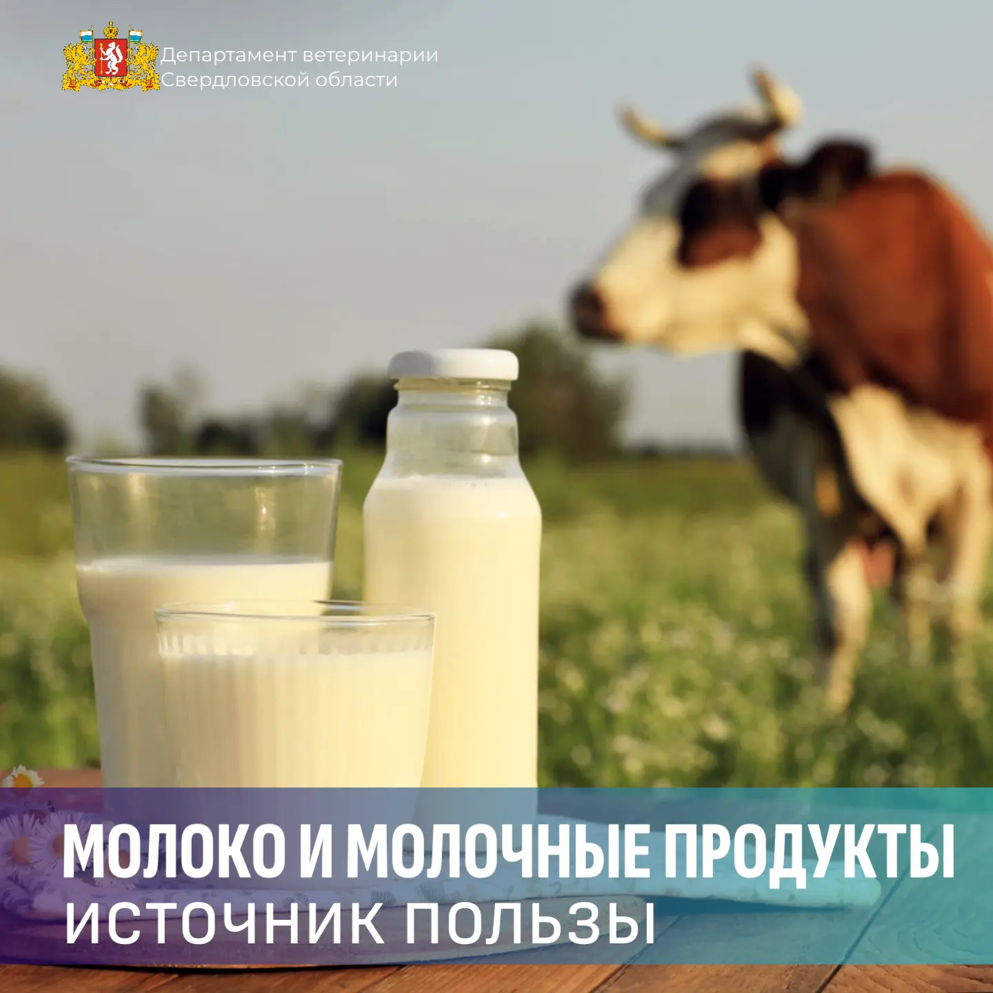 🥛 Почему коровье молоко и молочные продукты — источник пользы?