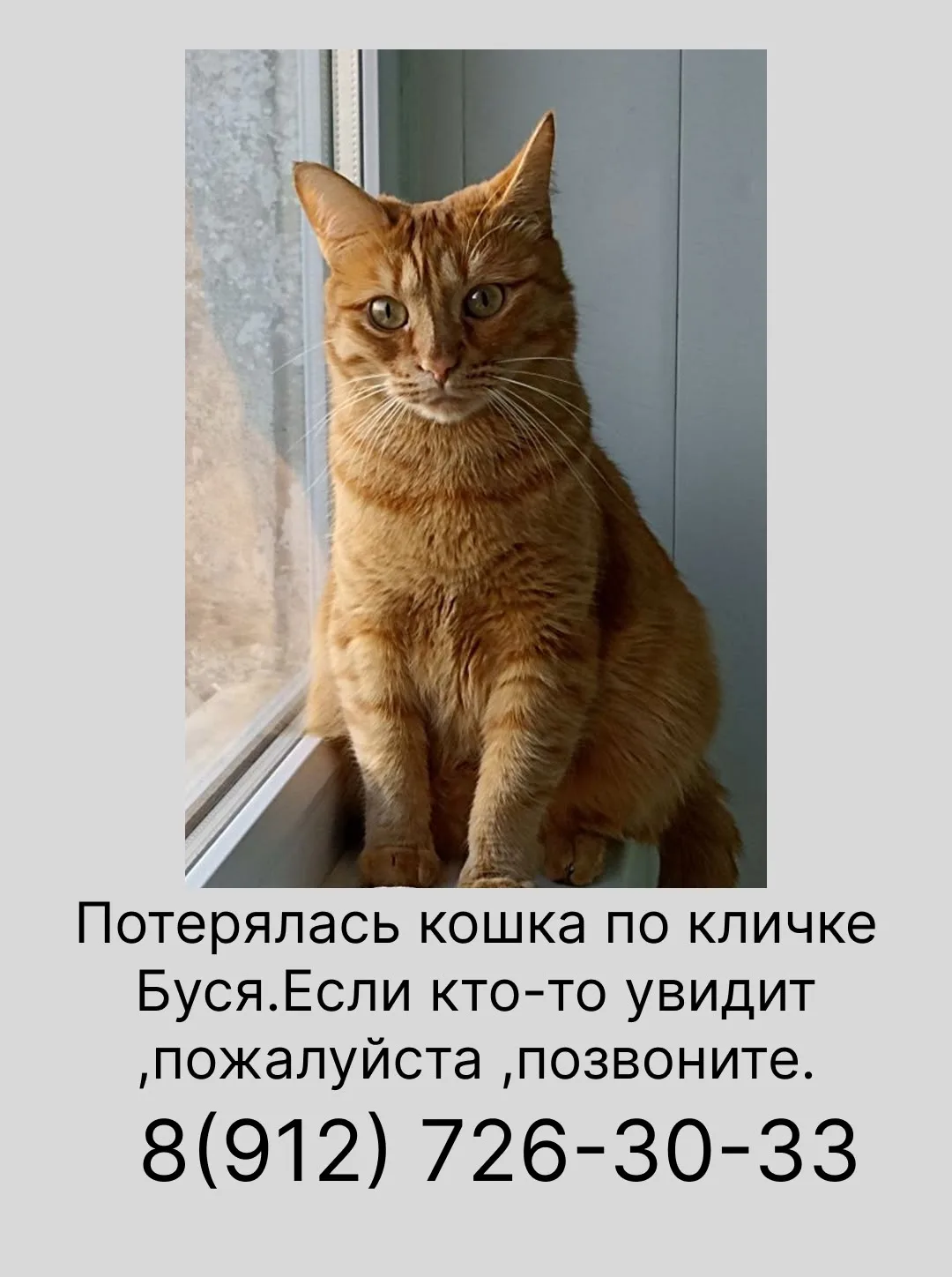 Пропала кошка по кличке Буся,возраст: 3