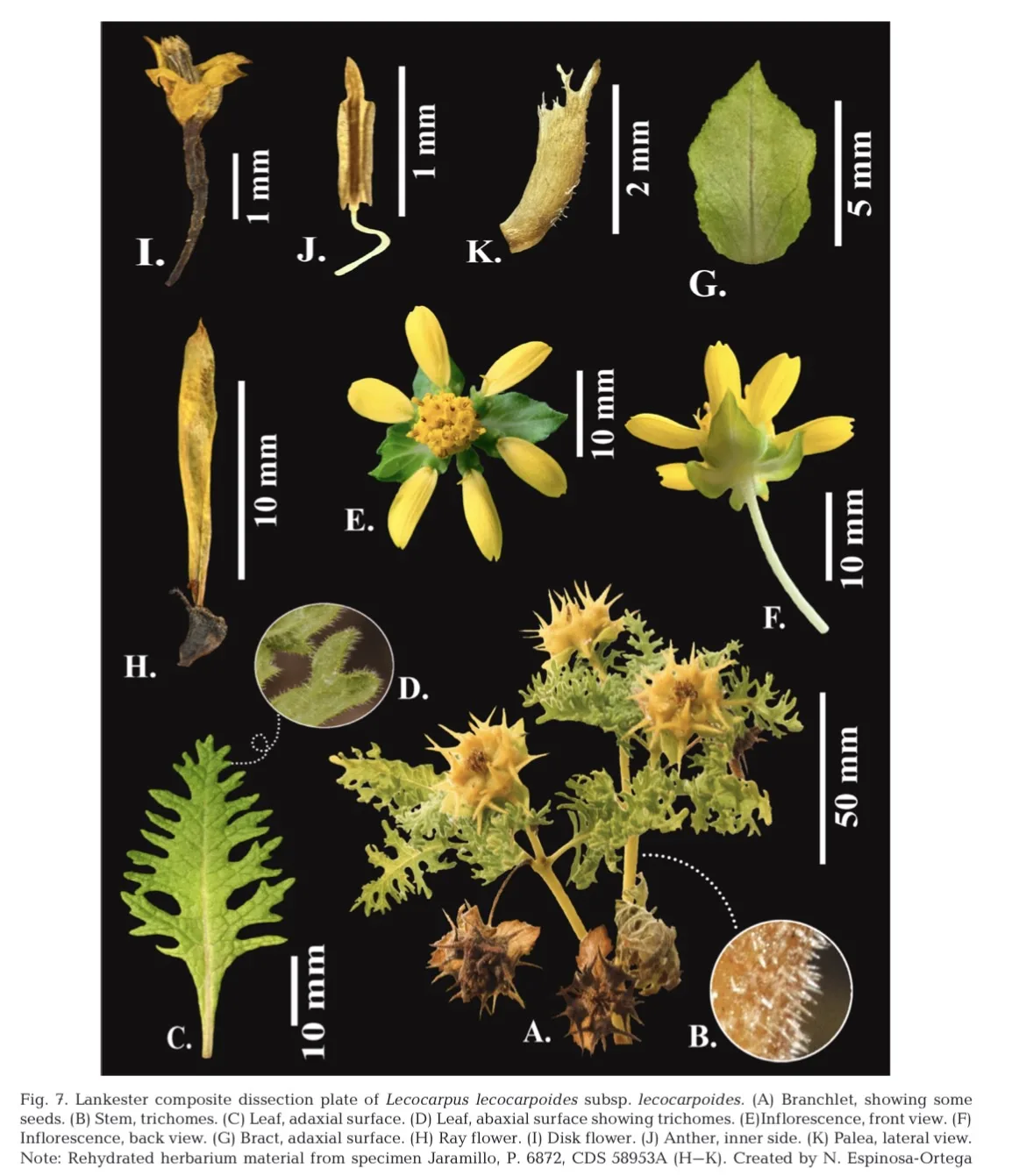 СПАСЕНО ВЫМИРАЮЩЕЕ РАСТЕНИЕ Lecocarpus lecocarpoides