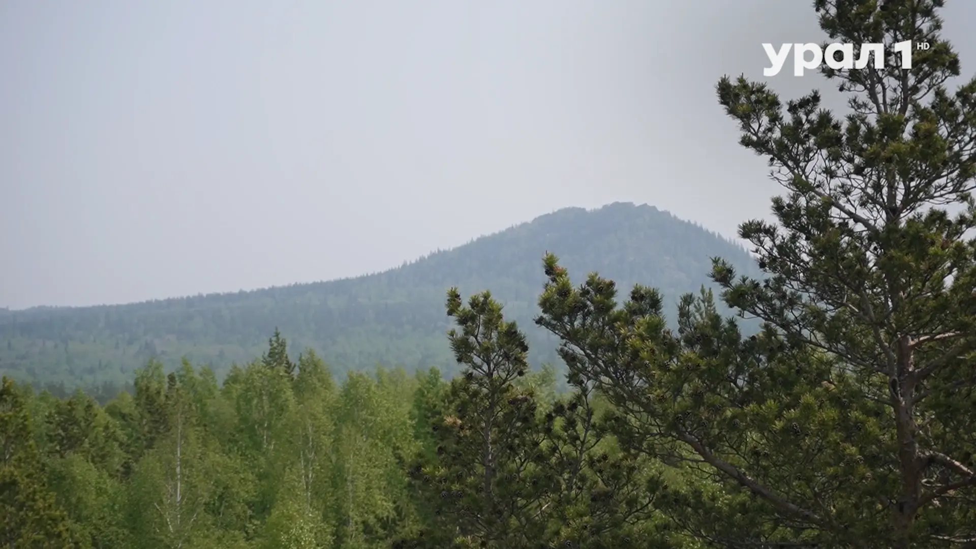 🐦🌳 ВОРОБЬЁВ НА ТАГАНАЕ СТАЛО МЕНЬШЕ