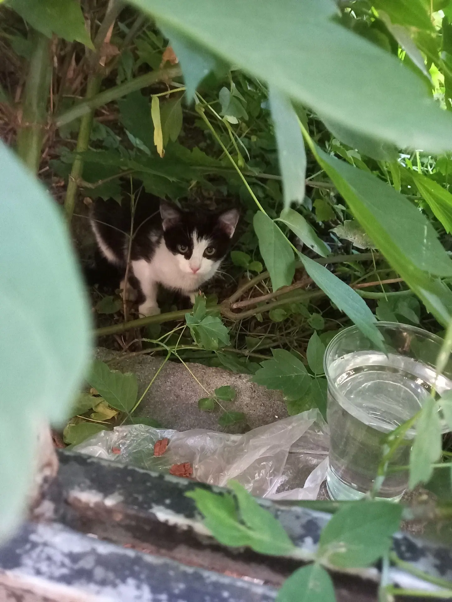 Котёнок живет в кустах. А скоро слякотная осень и морозная зима…