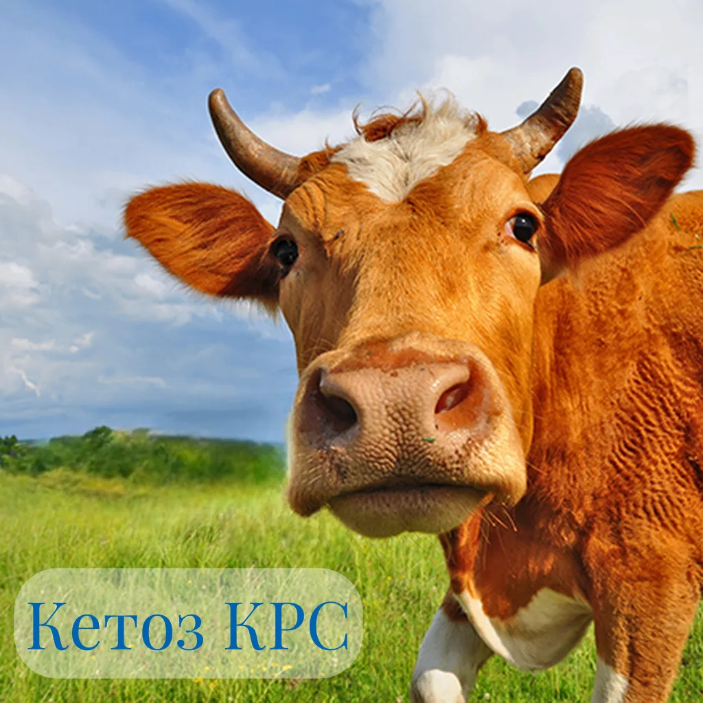 🐄 Кетоз у КРС 🐄
 
Кетоз крупного рогатого скота (КРС) — это тяжелое нарушение обмена веществ, при 