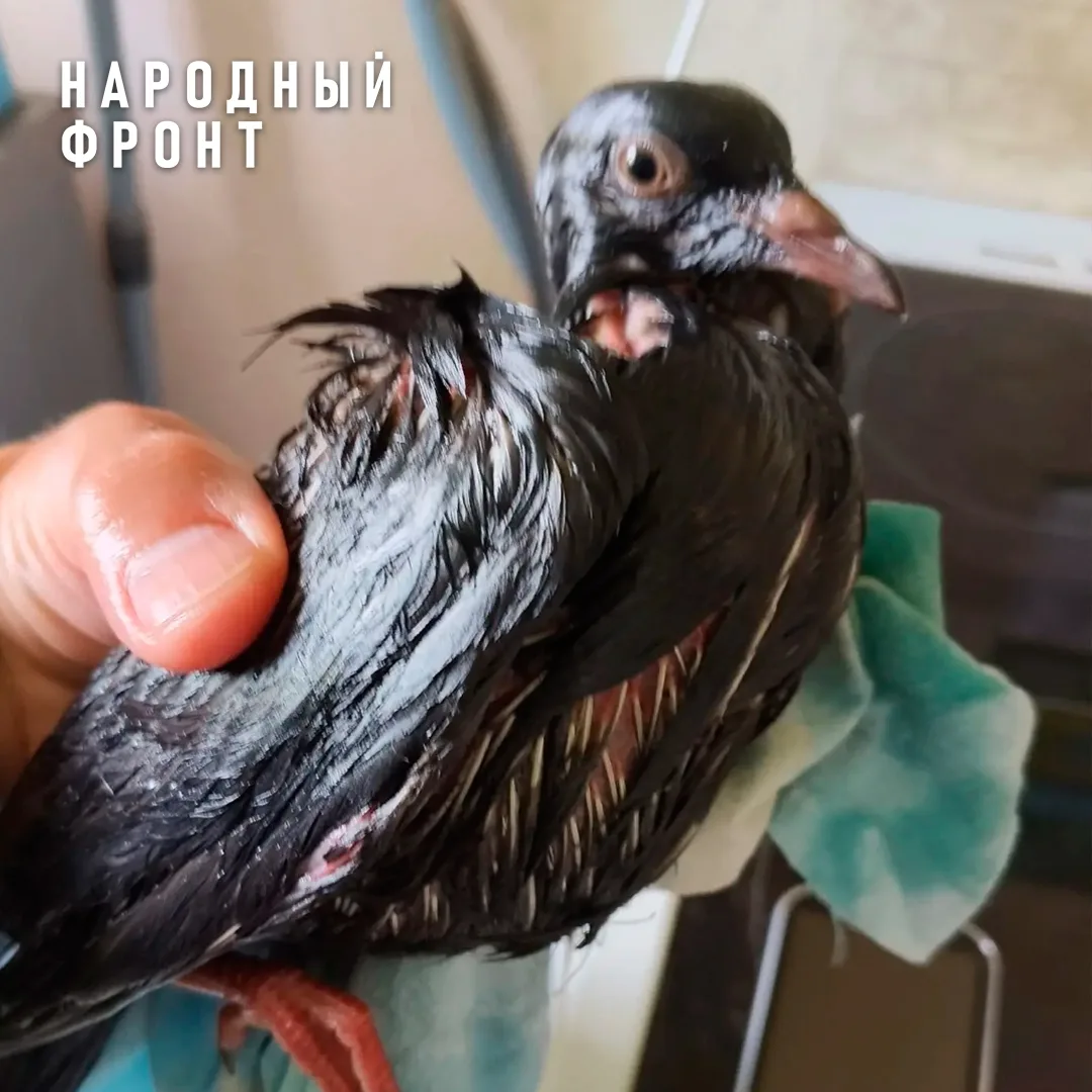 В Нововятске погибают птицы из-за загрязнения реки.

Малая река Чумовица у школы № 62 в Нововятске д