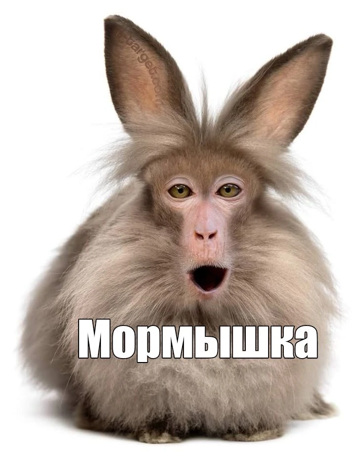 Ловите пак новых мемов. Говорят что в тренде )