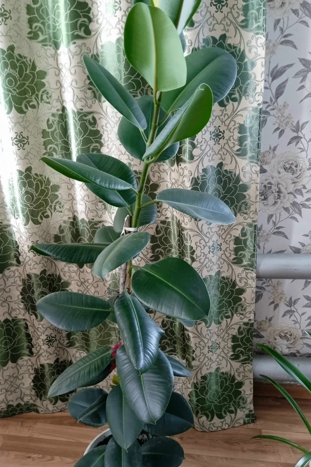 продам фикус 1000р
89273090091