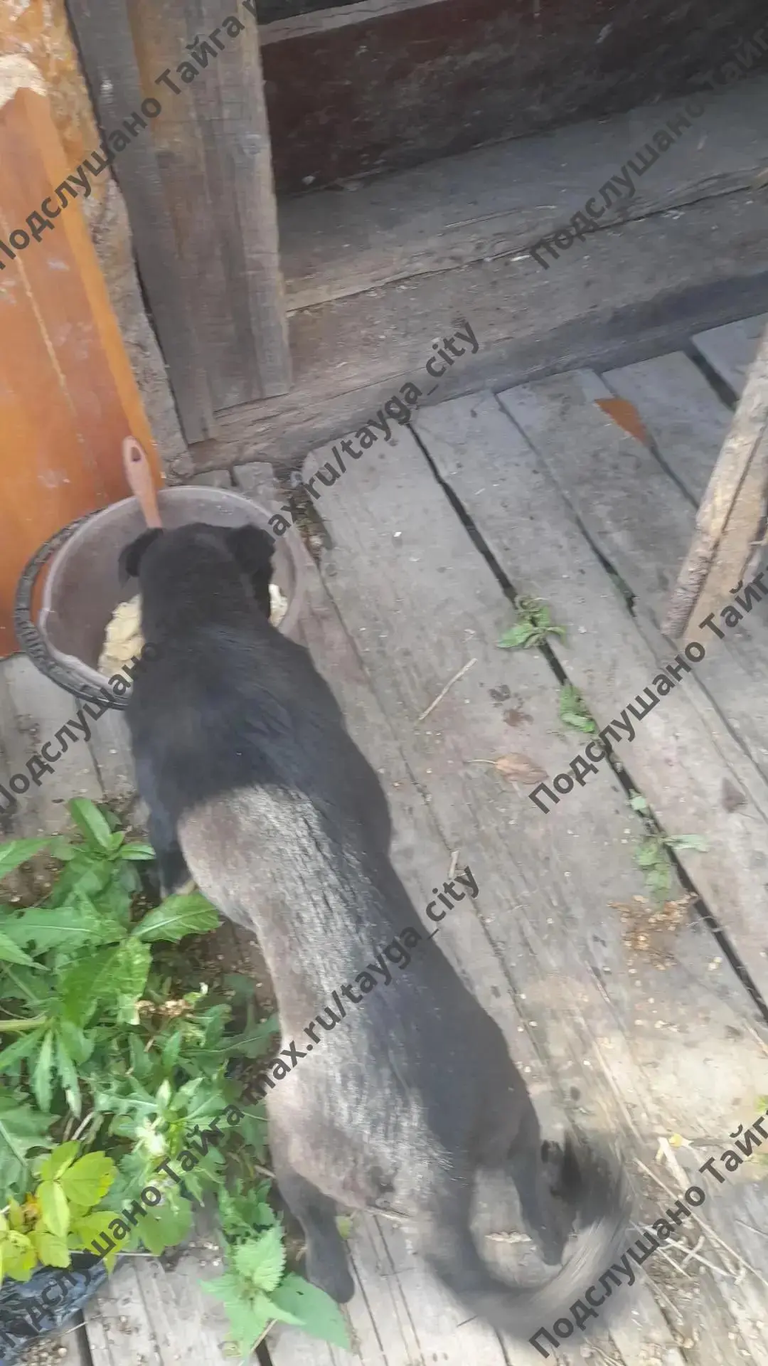 Помогите пожалуйста пристроить щенков. Две девочки, примерно 3-4 месяца. Будут хорошими...