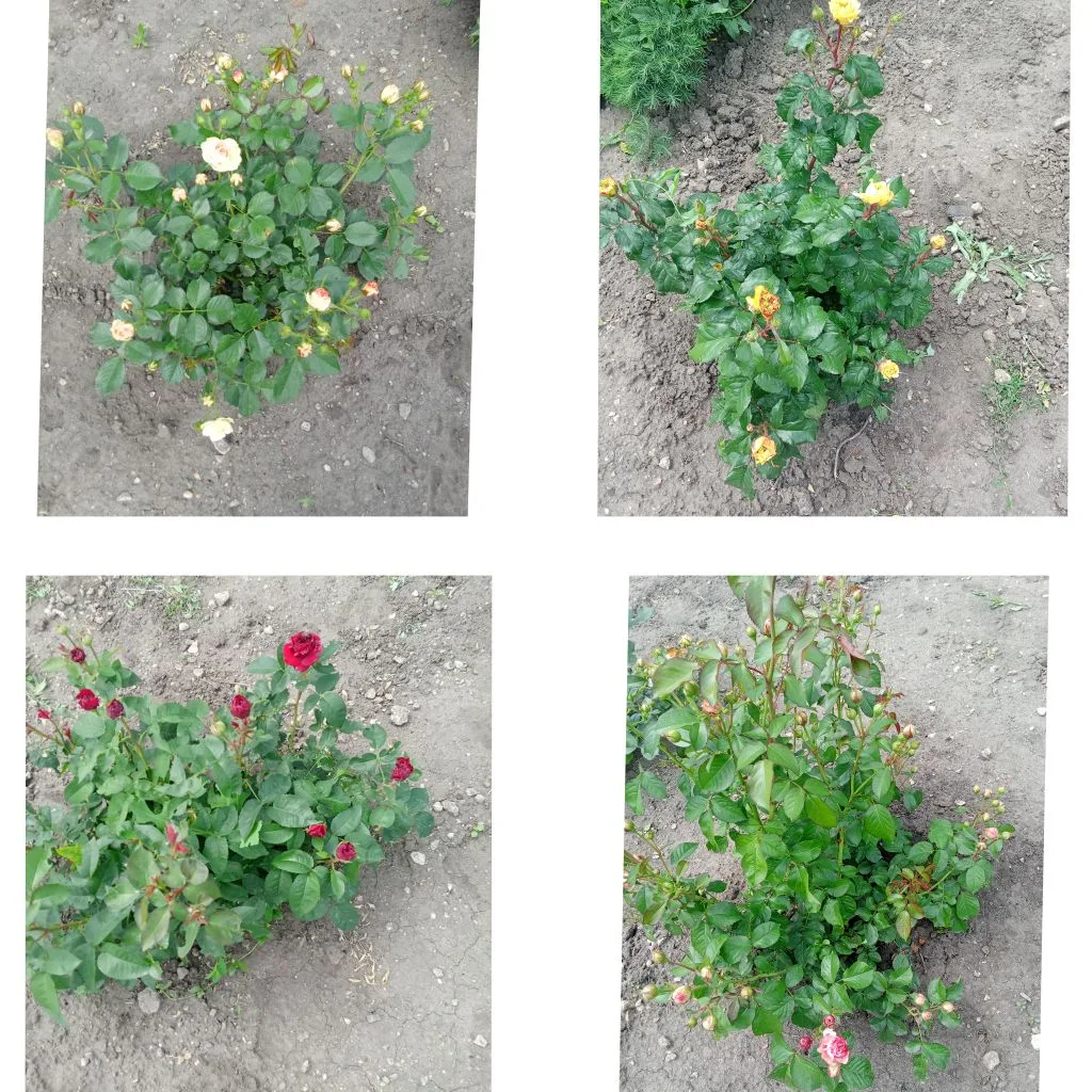 Фото