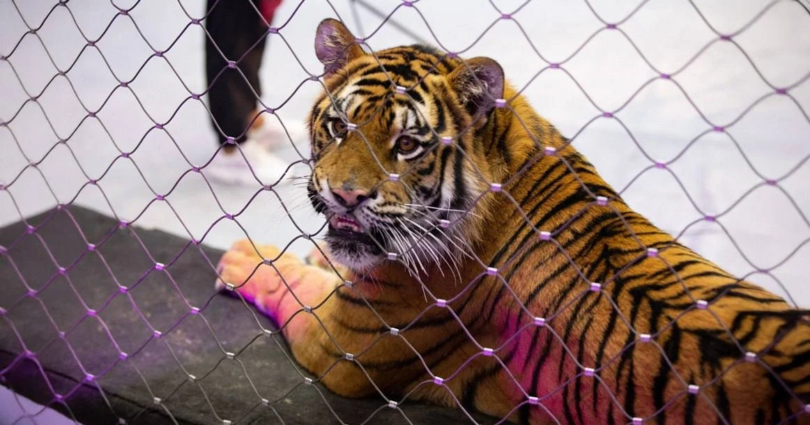 🐯 Тигра назвали в честь солиста Rammstein в Большом московском цирке