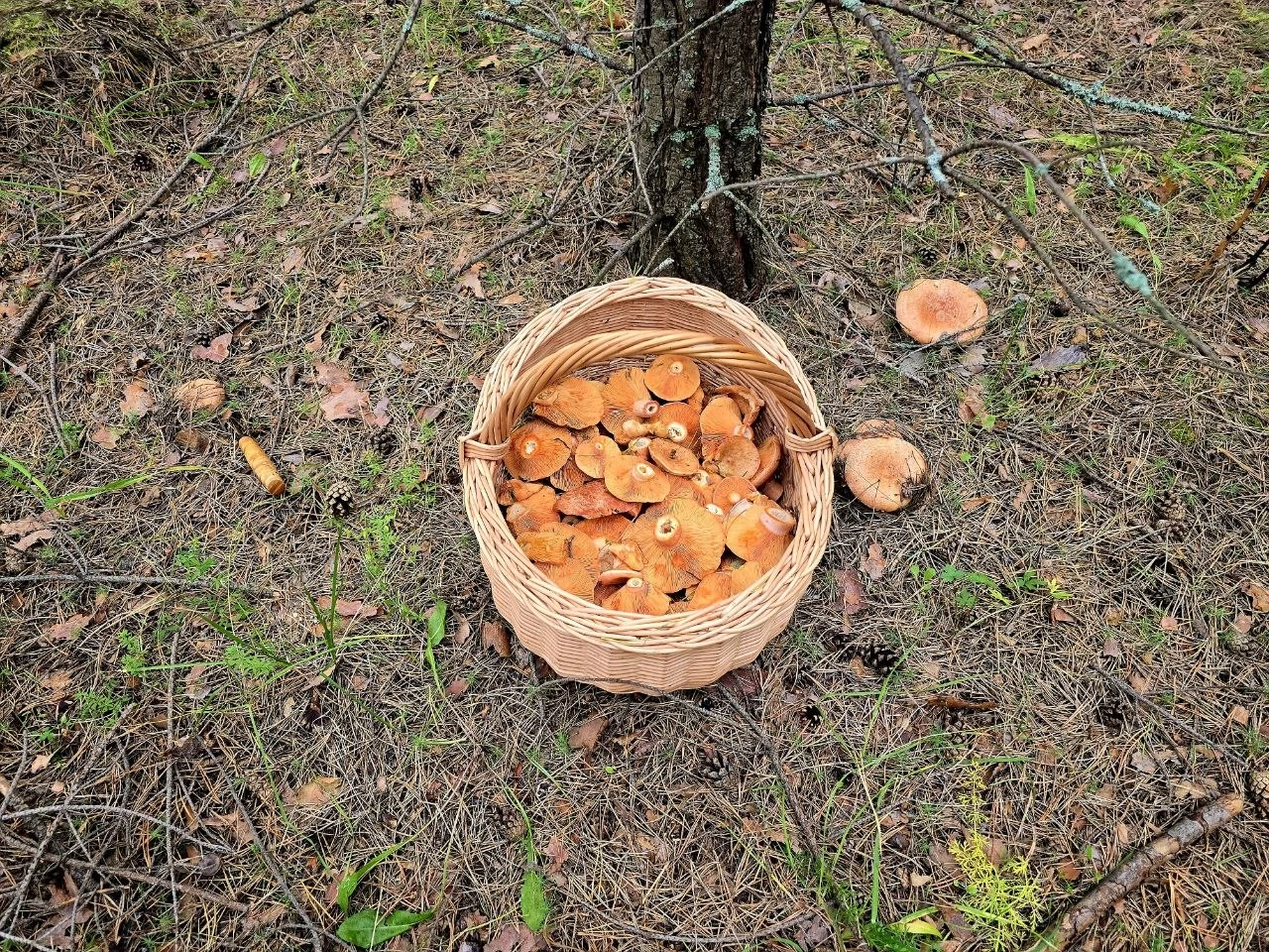 - Так любишь грибы?