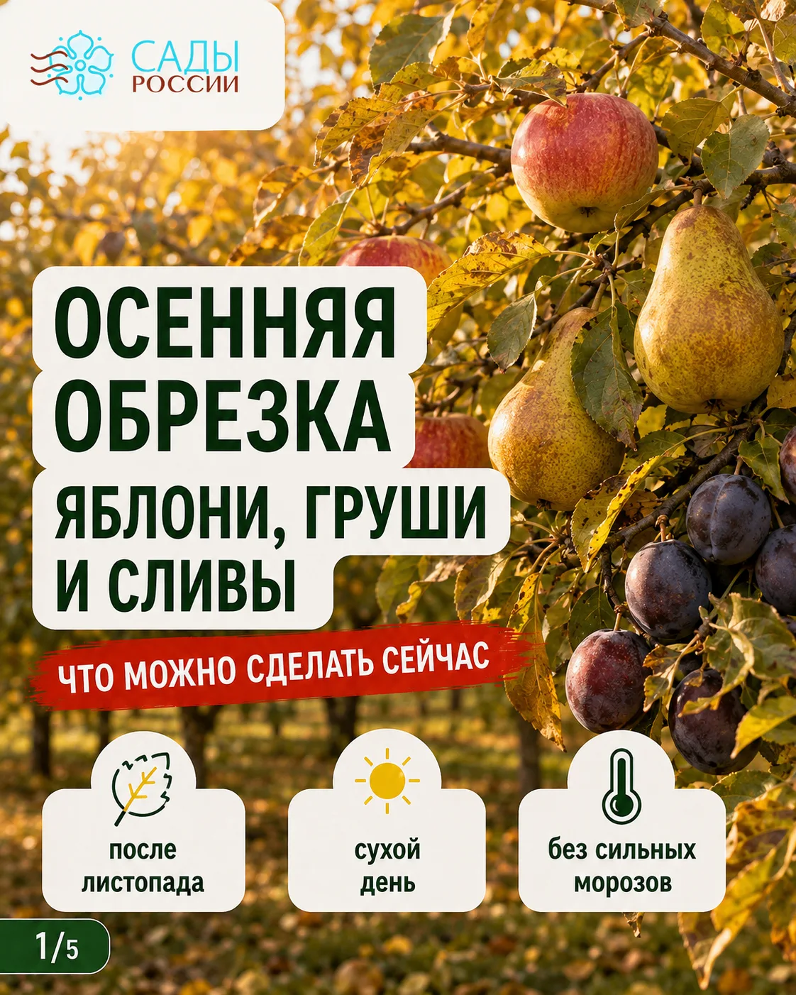 Осенняя обрезка: главное — не переусердствовать 🍎✂️До листопада ещё есть время, поэтом...