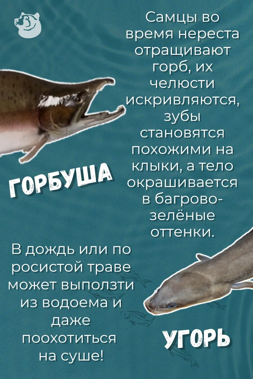 А это интересно! Факты о рыбах и животных в День знаний (когда же еще 😉) !