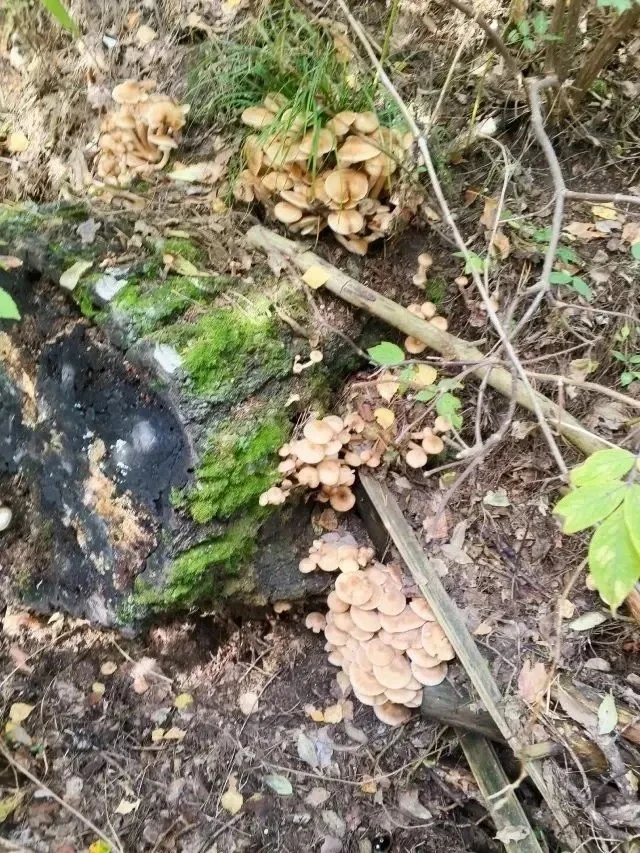 🌿👍Сезон опят в самом разгаре