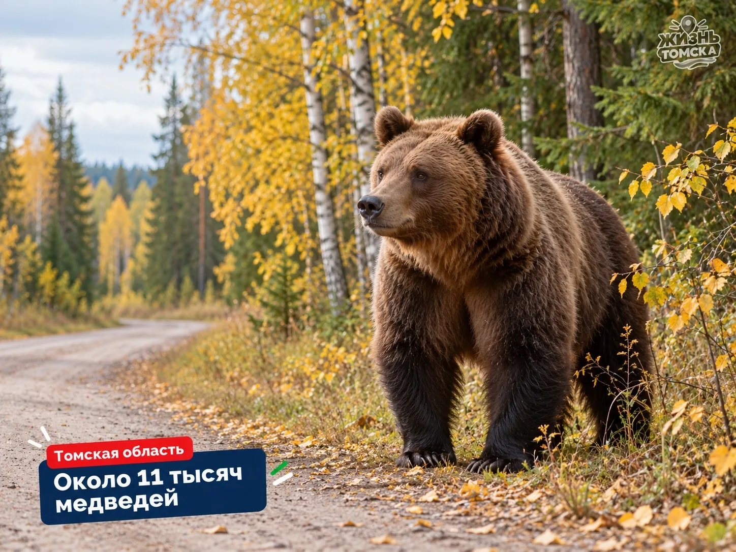 🐻 Медведей в Томской области стало вдвое больше за 25 лет