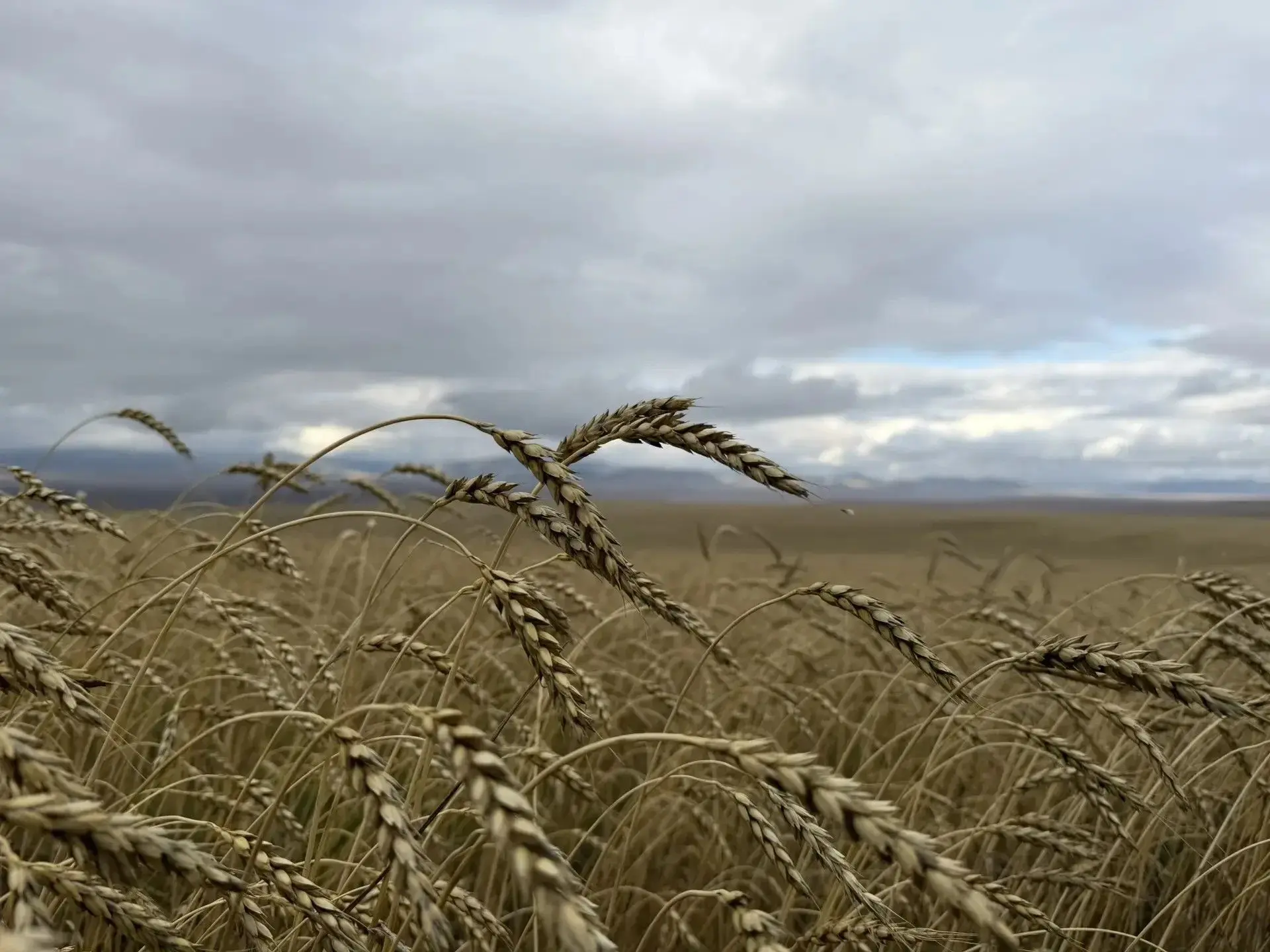 🌾Как идёт уборка урожая в Бурятии