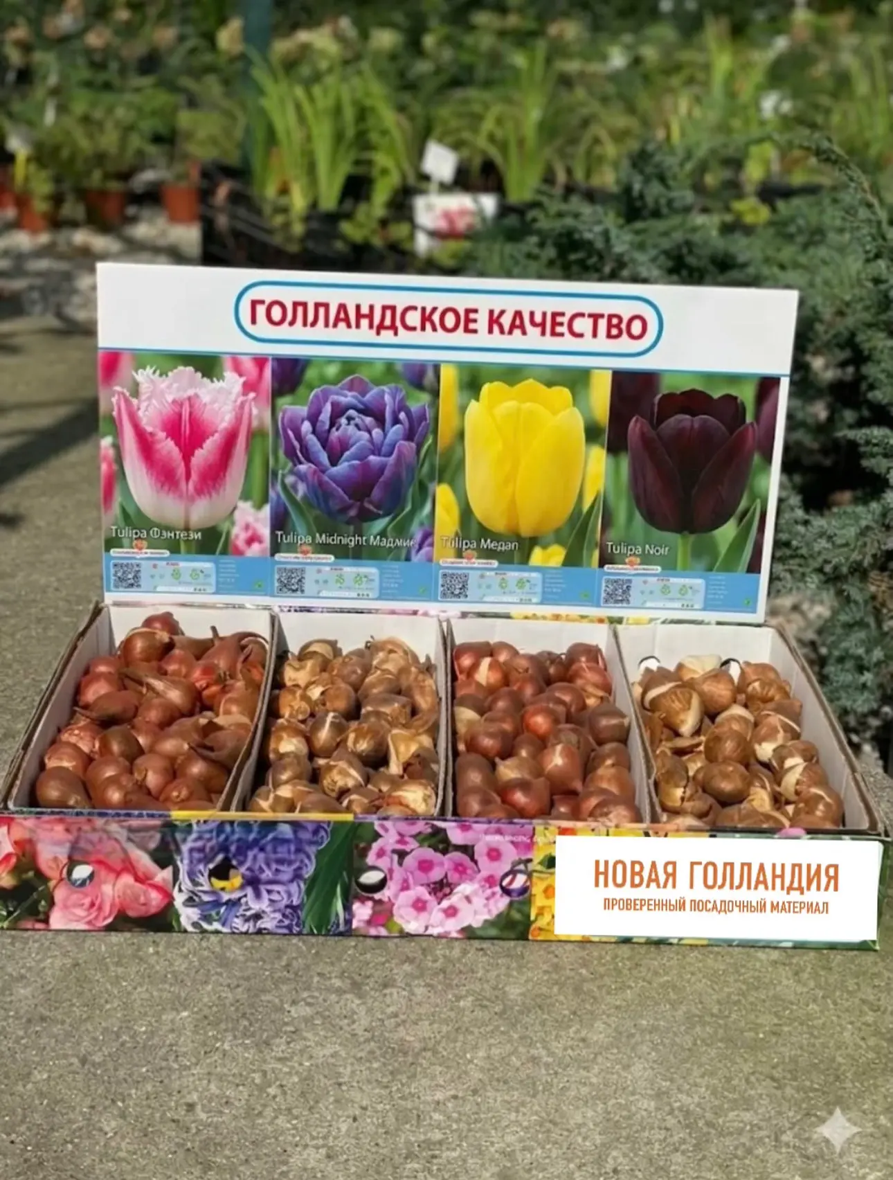 🌷🌷ШОУБОКСЫ Новая Голландия в наличии 🧅🧅🧅