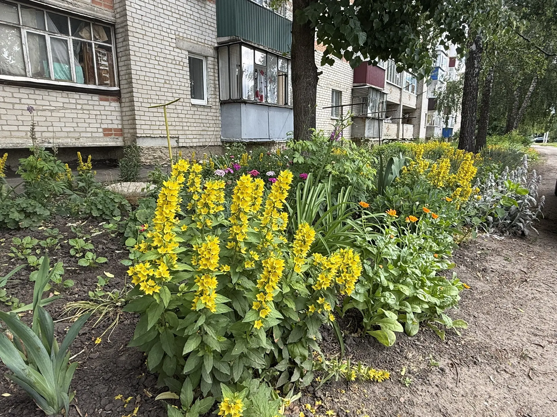 ☀️Доброе утро!

Сегодня, в пятницу, 19 июня, по прогнозу регионального отделения МЧС, в Курской обла