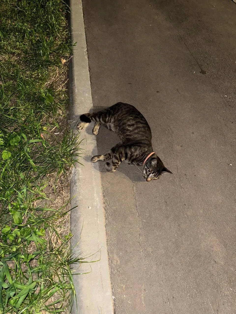 Рядом с Николая Химушина, 5с3, у площадки сидел кот/кошка с ошейником.
