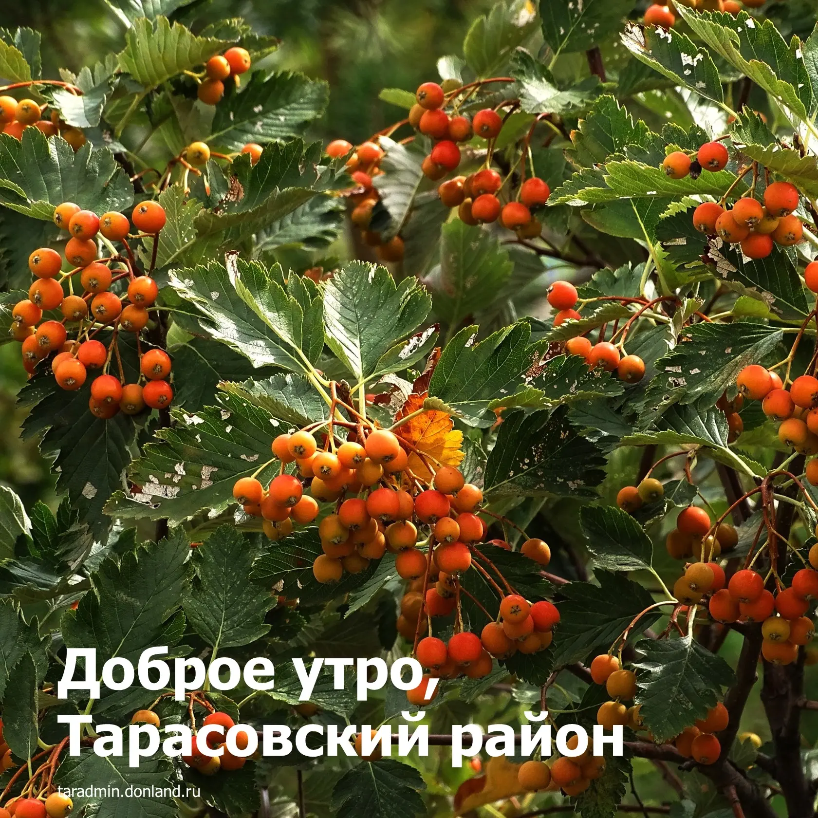Доброе утро, уважаемые жители Тарасовского района!