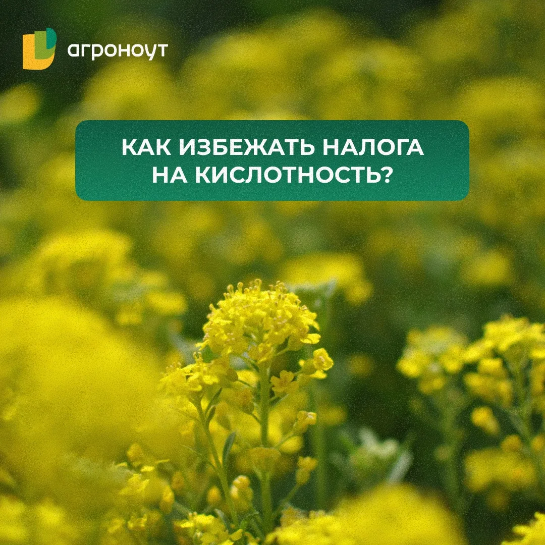 🤔 КАК ИЗБЕЖАТЬ НАЛОГА НА КИСЛОТНОСТЬ?