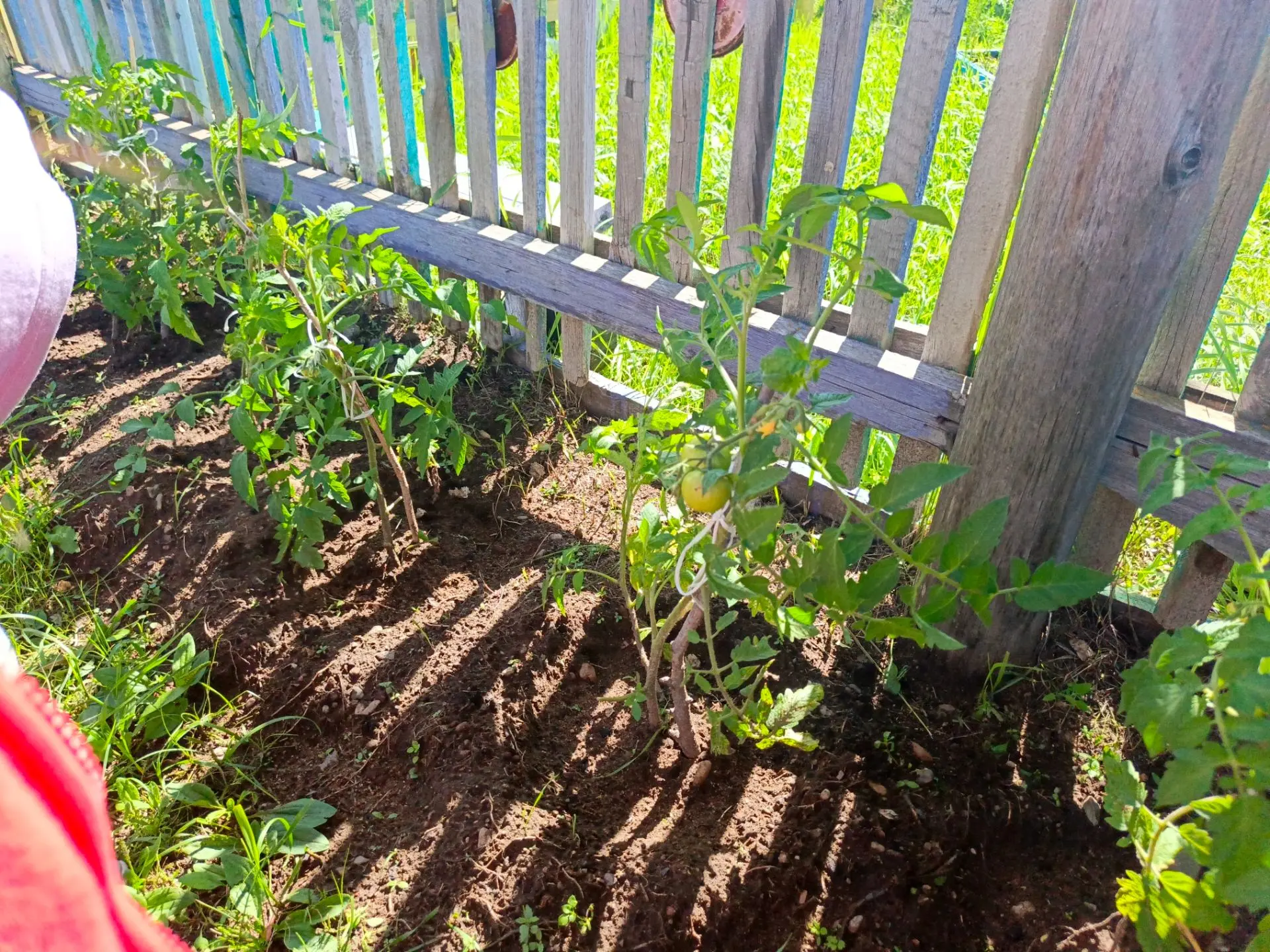 Прогулка на огород в подготовительную группу. "Горох",🌱 "Помидоры". 🍅