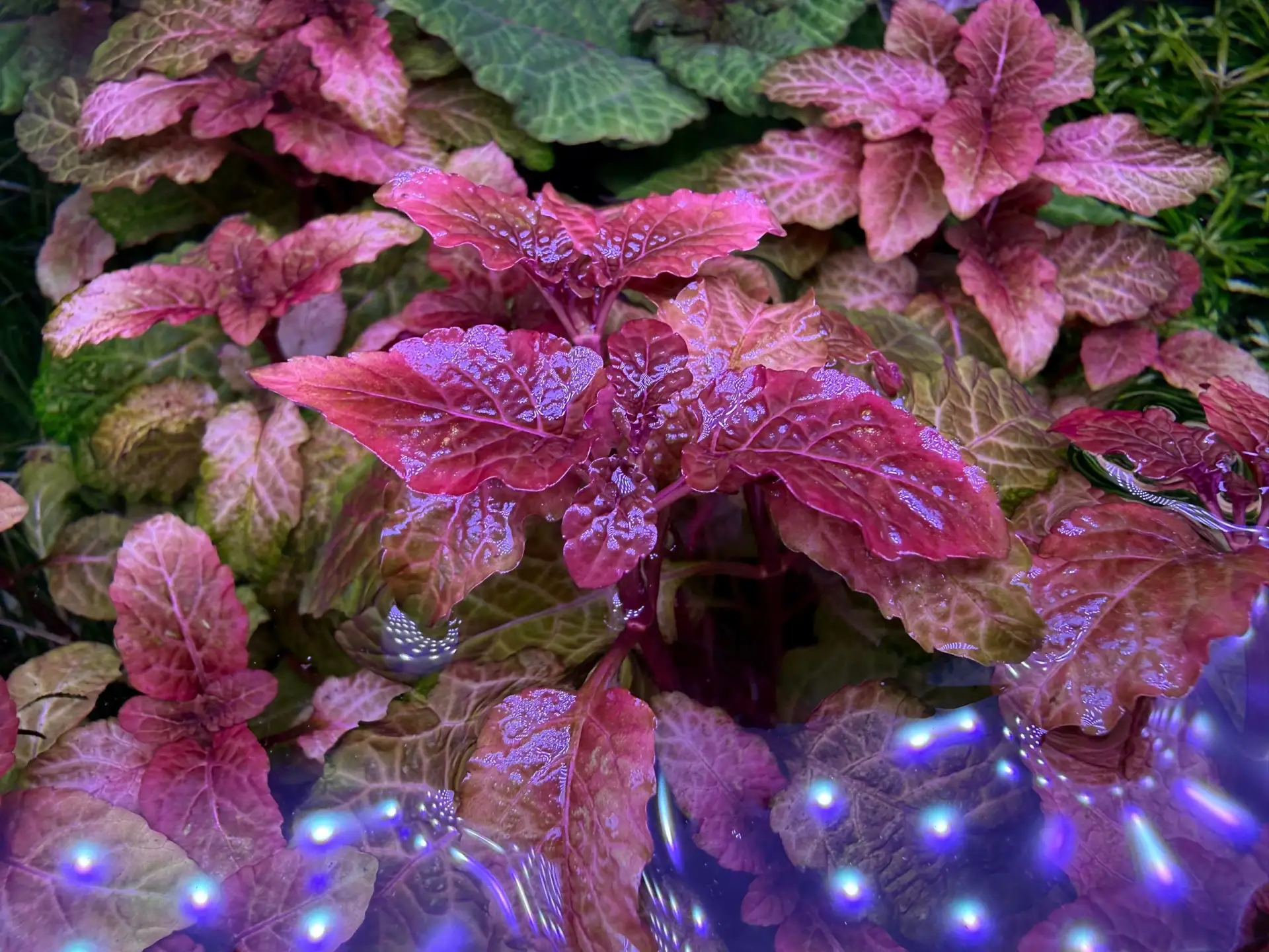 ❤ Хиптис Лоренца (Hyptis Lorentziana)