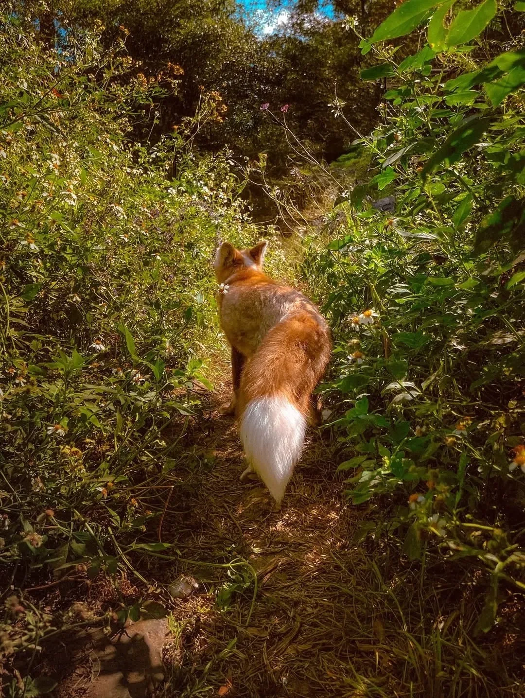Эта лисичка будто и правда сбежала из какой-то доброй лесной сказки 🦊🌿