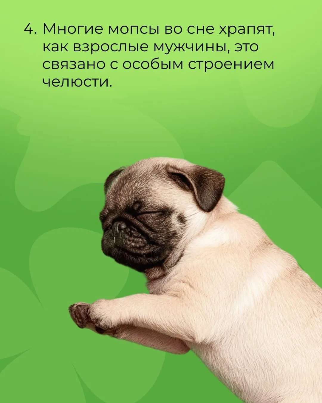 А вам нравится эта порода?😍