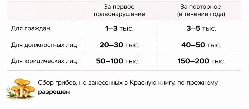 🍄‍🟫 В Подмосковье введут штрафы за краснокнижные грибы