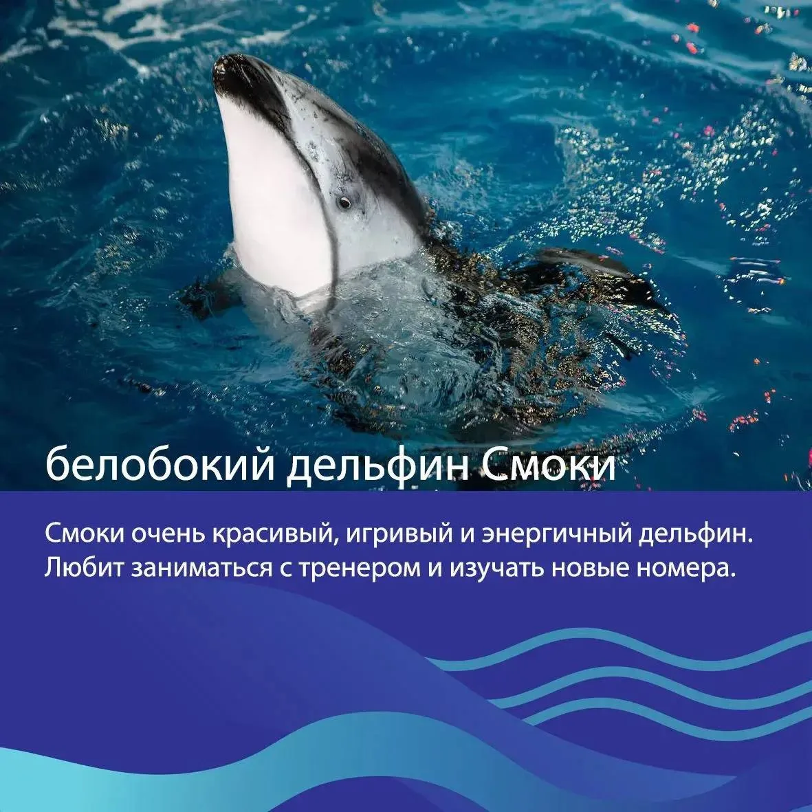 🦭В Приморском океанариуме выбирают животное десятилетия