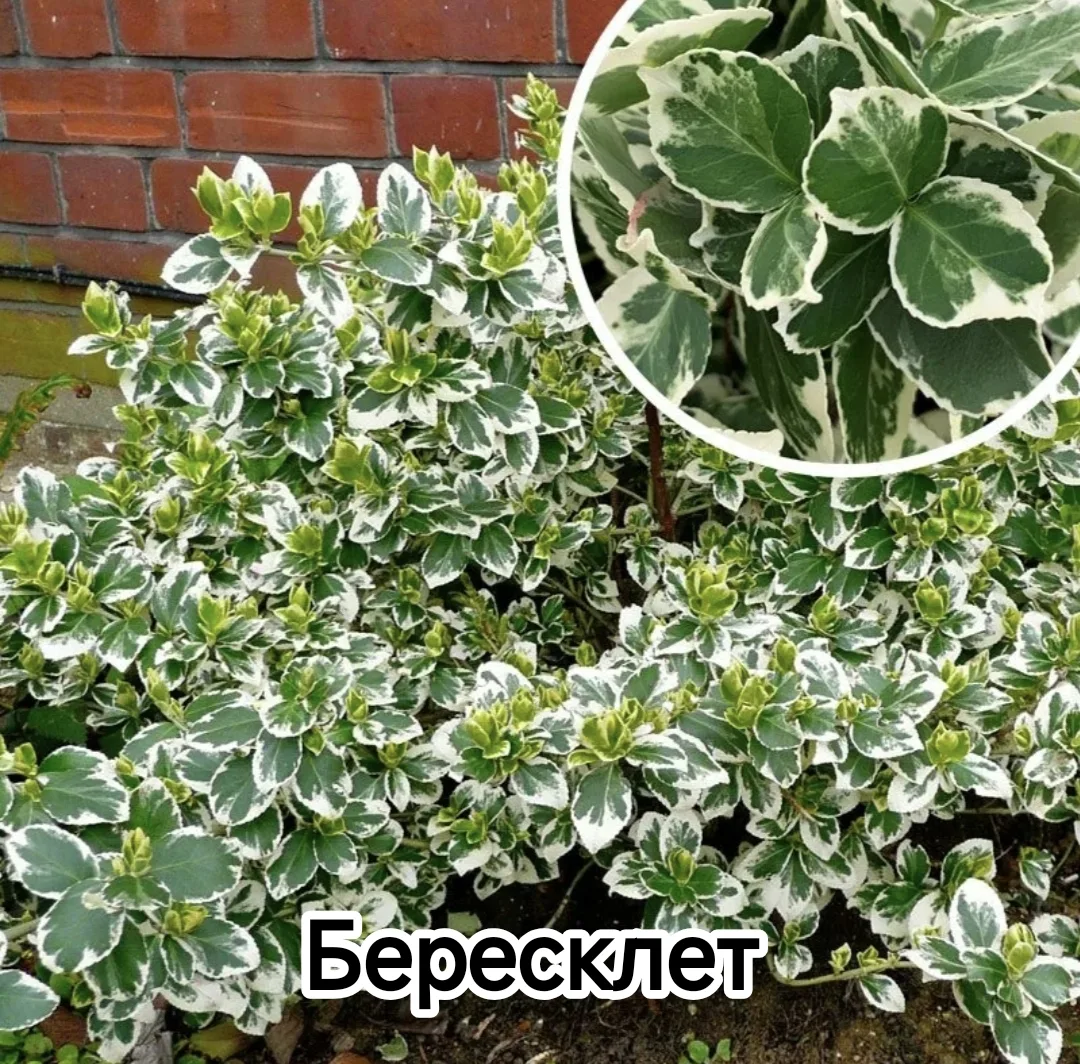 Бересклет Форчуна Эмеральд Гаети 💥💥💥- вечнозеленый стелющийся кустарник с густыми побегами, котор