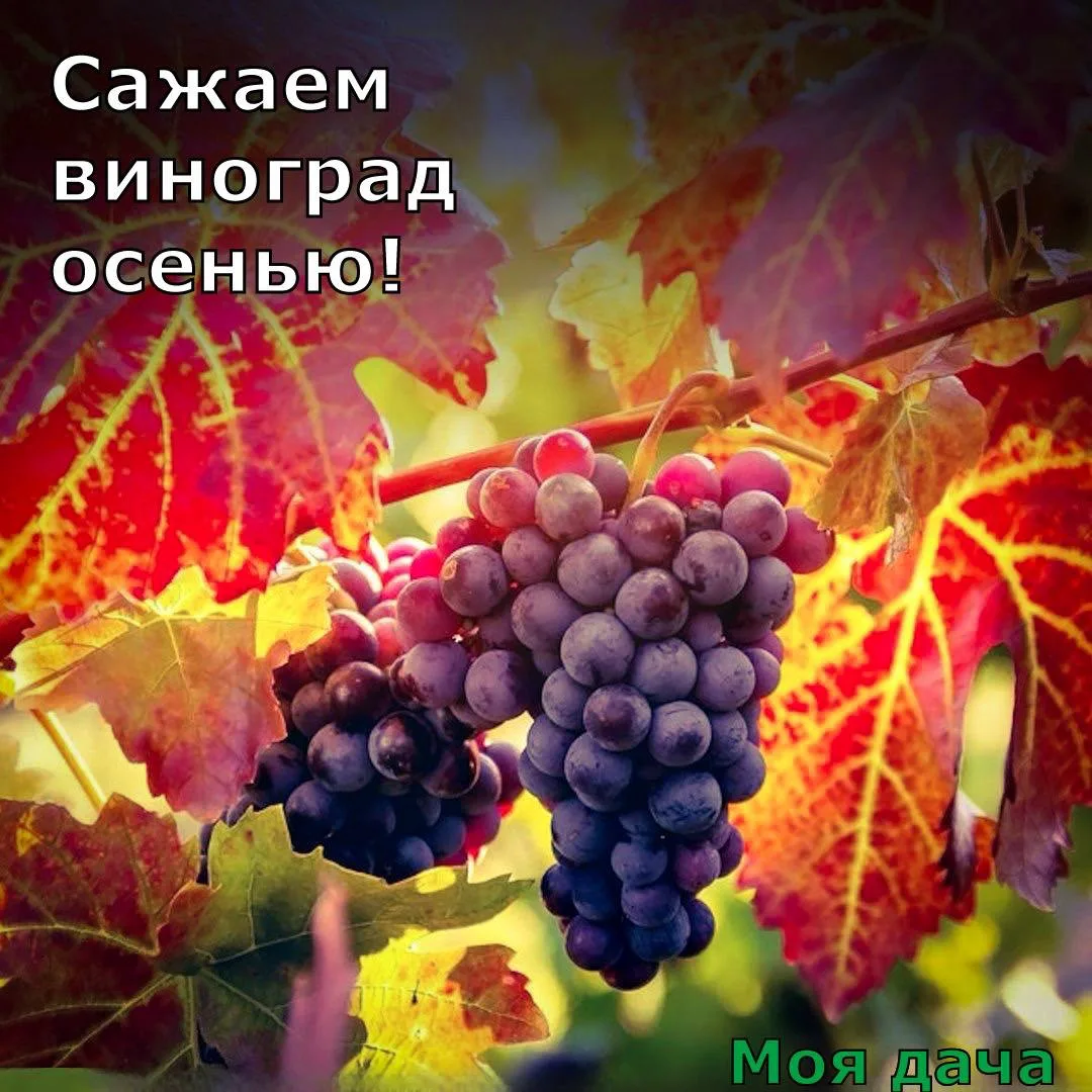 Сажаем виноград осенью 🍇