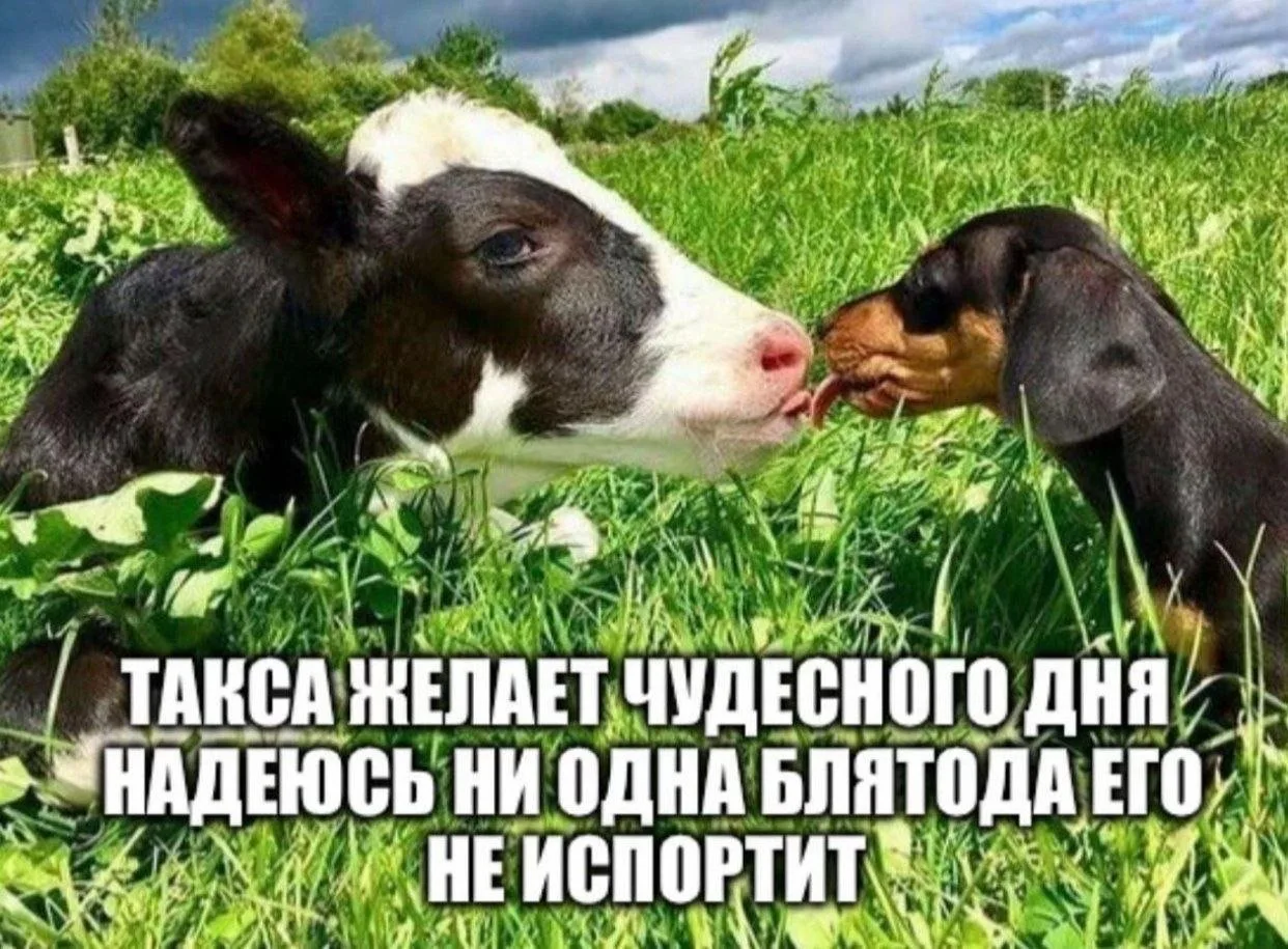 Доброе утро, дамы. Я тоже вам чудесного дня желаю. И вот этого второго.
