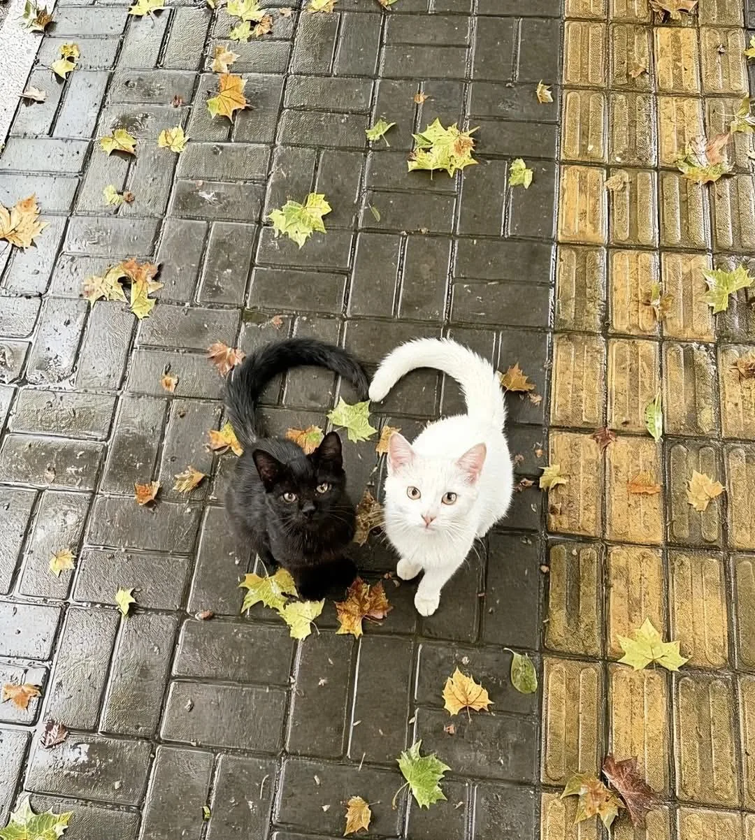 ❤️❤️ Пожалуй, милее этого кадра этой осенью уже ничего не будет