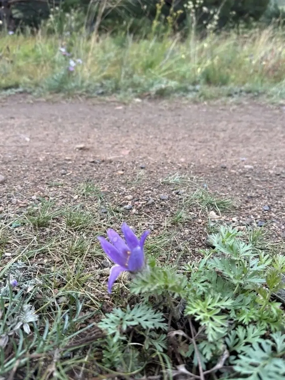 На Байкале в августе зацвёл подснежник! 💜