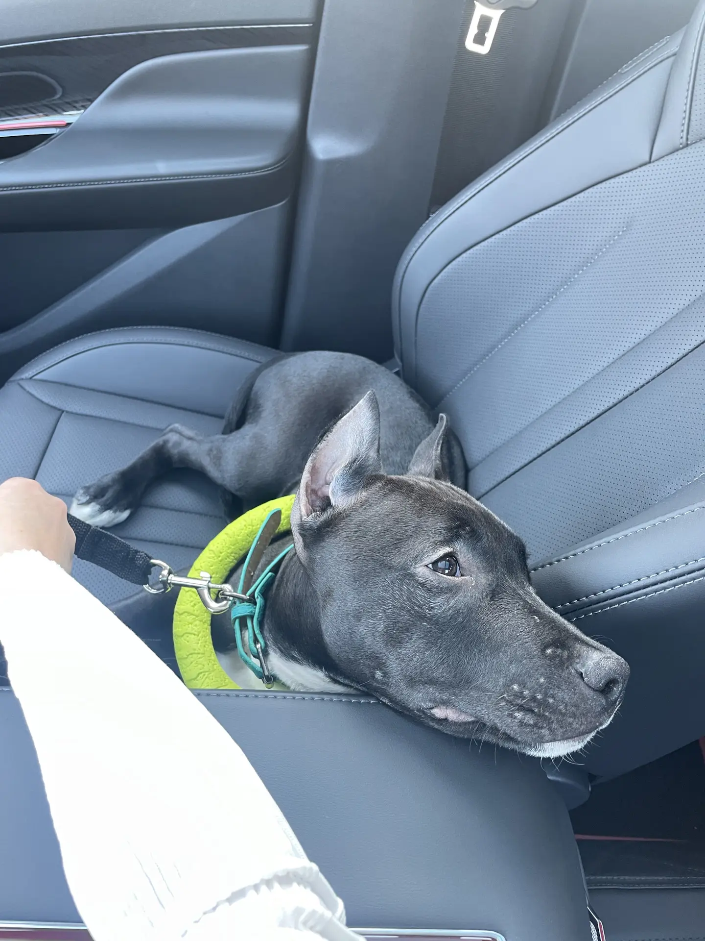 🐶 Пушистый DRIVE2. Где лучше сидеть хвостатому штурману