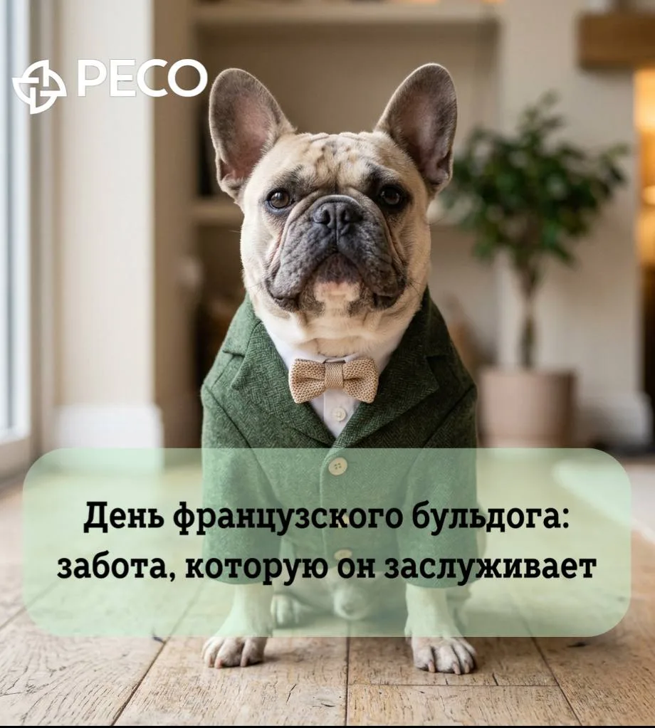 🐶 Сегодня отмечаем День французского бульдога! 🐾