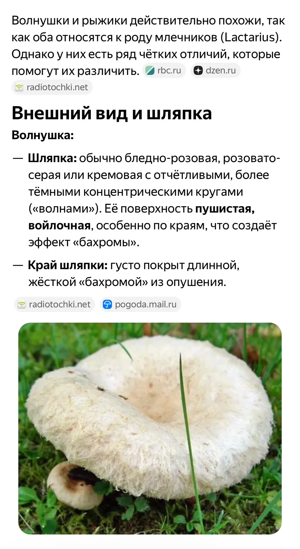 Мне написали что у меня не рыжики а волнушки;) давайте смотреть, у меня самые что ни на...