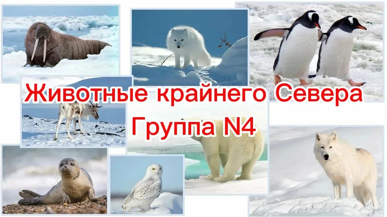 Занятие "Животные Крайнего Севера" в средних группах "Теремок" и "Смешарики": Полярные ...