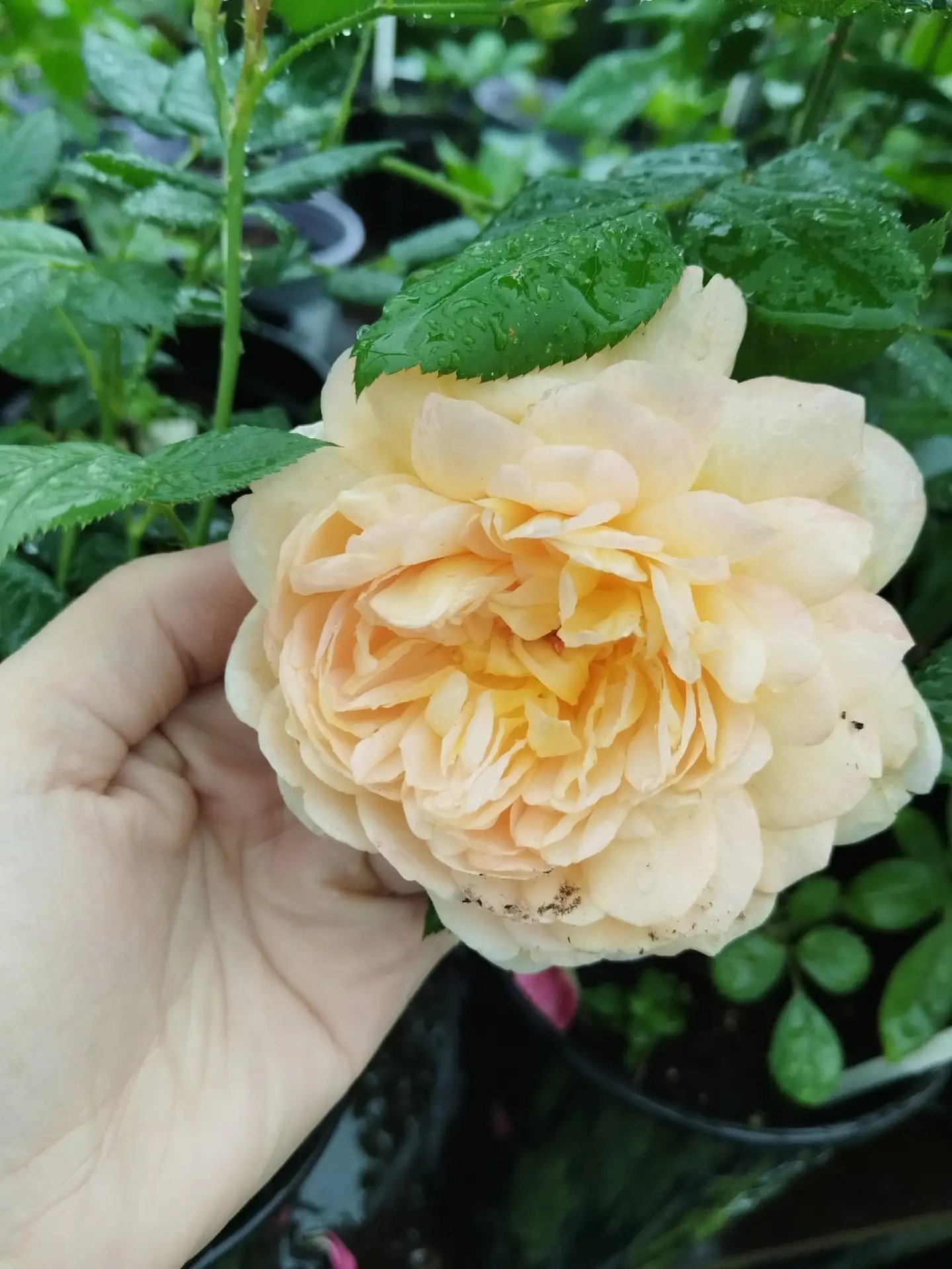 🥰🌹 Роскошная роза Голден Селебрейшн В НАЛИЧИИ 🥰🌹