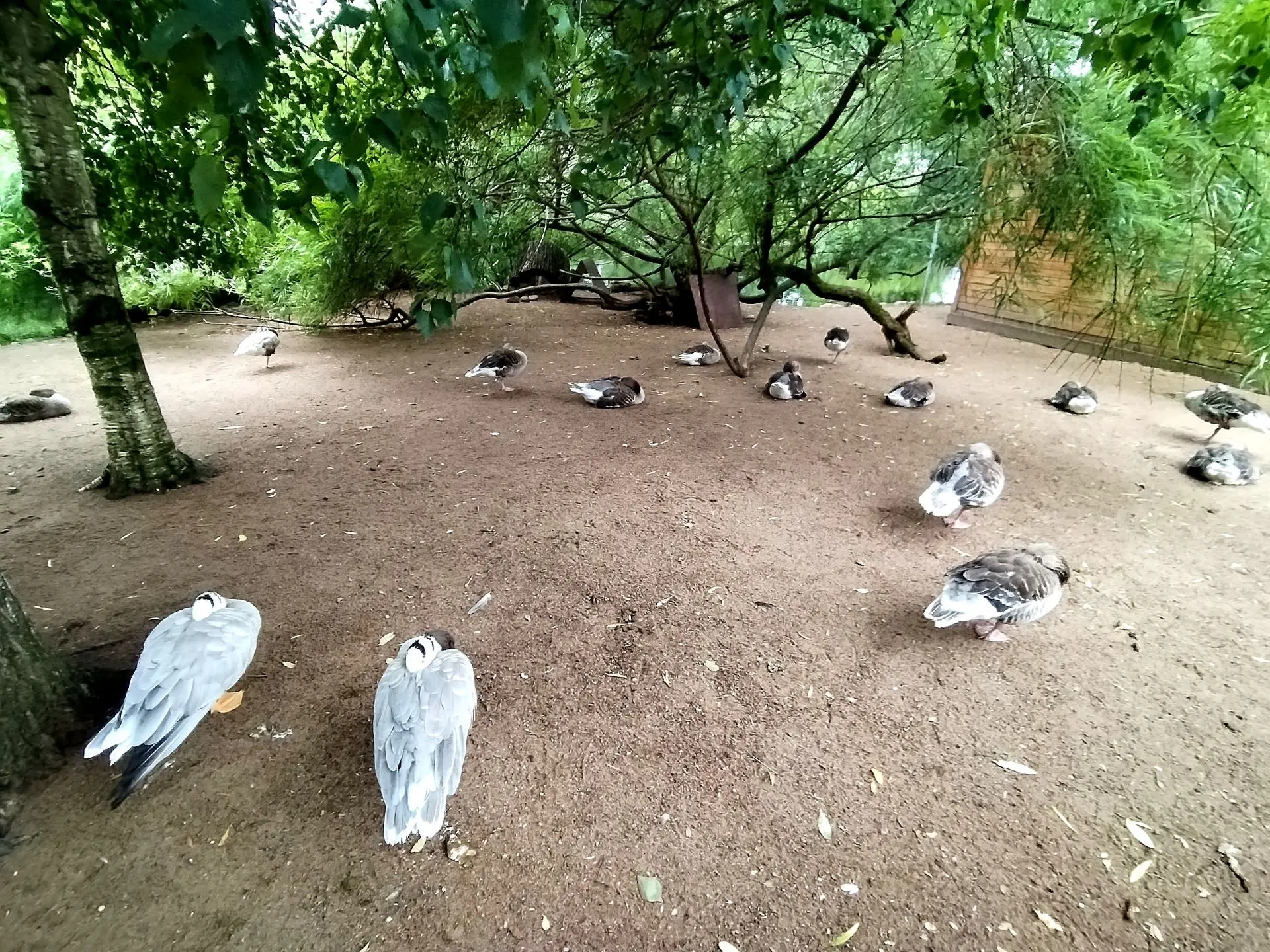 Сончас на пруду🦆💤 Утка на фото 2 и 3 спрятала утят и согревает их - сегодня прохладно🌊