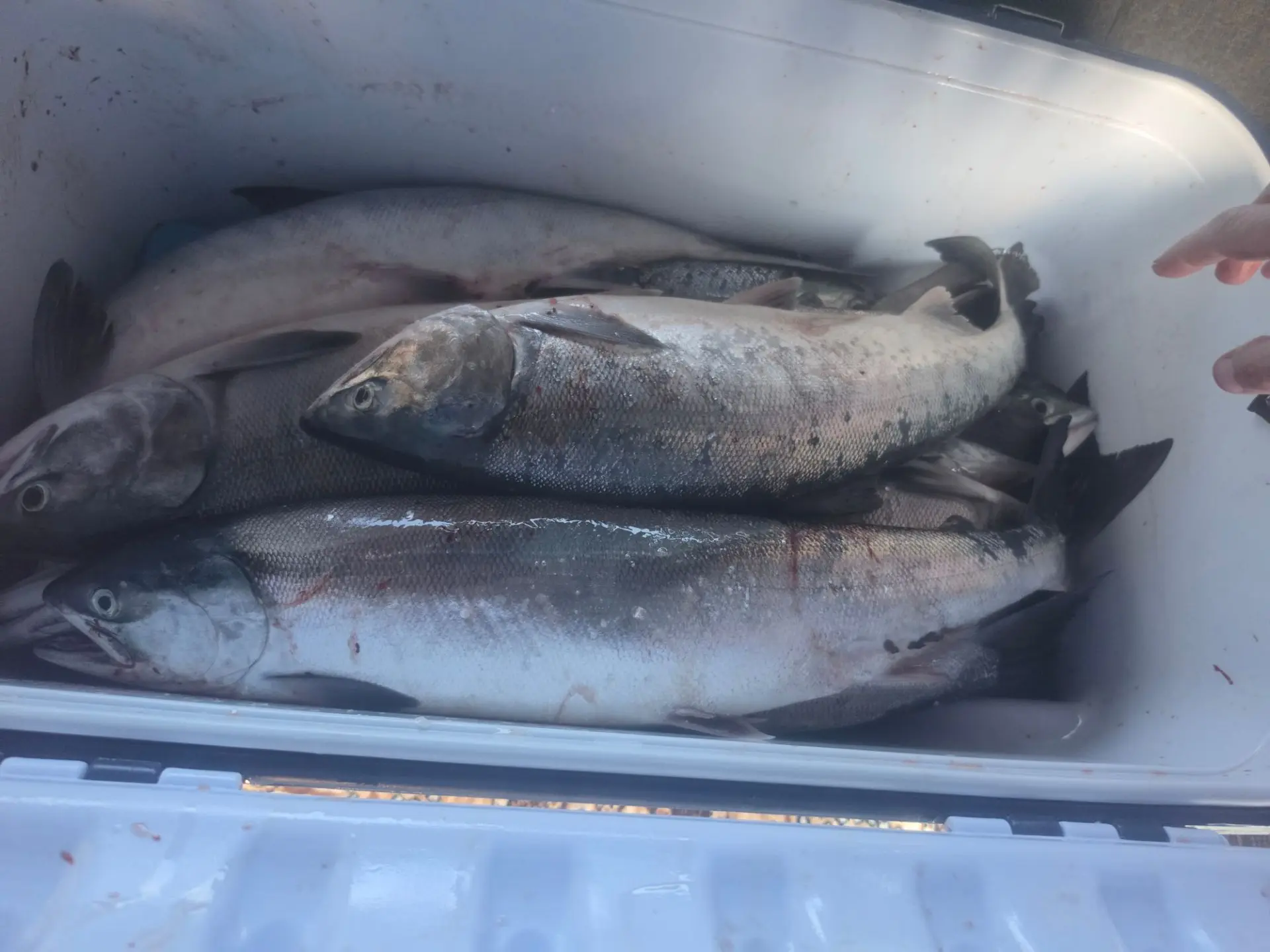 Продам кету ттлько с моря буду в городе через 1.5 часа 1200 хвост самовывоз дальнее 891...