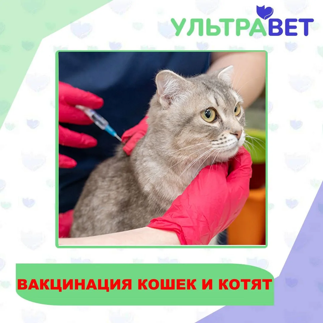 Вакцинация кошек: защита вашего питомца от опасных болезней
Вакцинация кошек — это не просто формаль