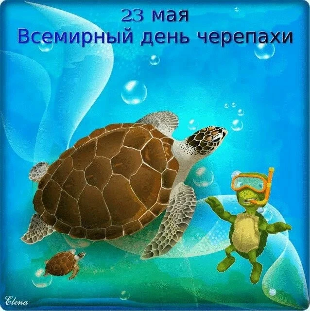🐢🐢🐢Домик мой везде со мной.