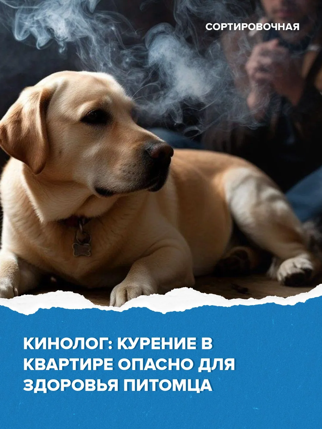 🚭 🐕 Курение в помещении может привести к заболеваниям у домашних животных
