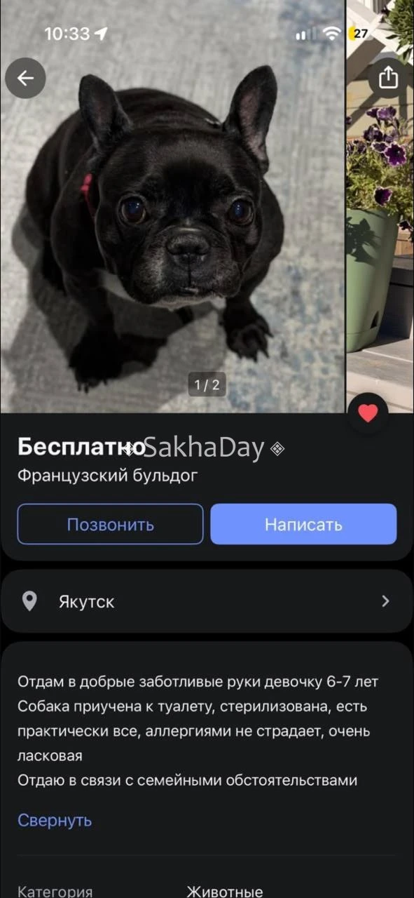 Французский бульдог Летти нашлась через год после пропажи. Вот что рассказал Sakhaday я...