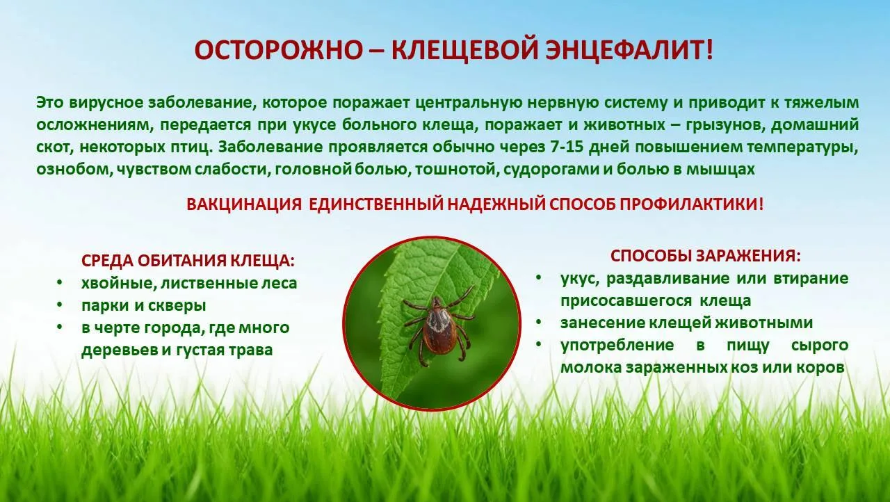 🦟Сибирь относится к регионам с высоким риском заражения клещевым энцефалитом. Это подт...