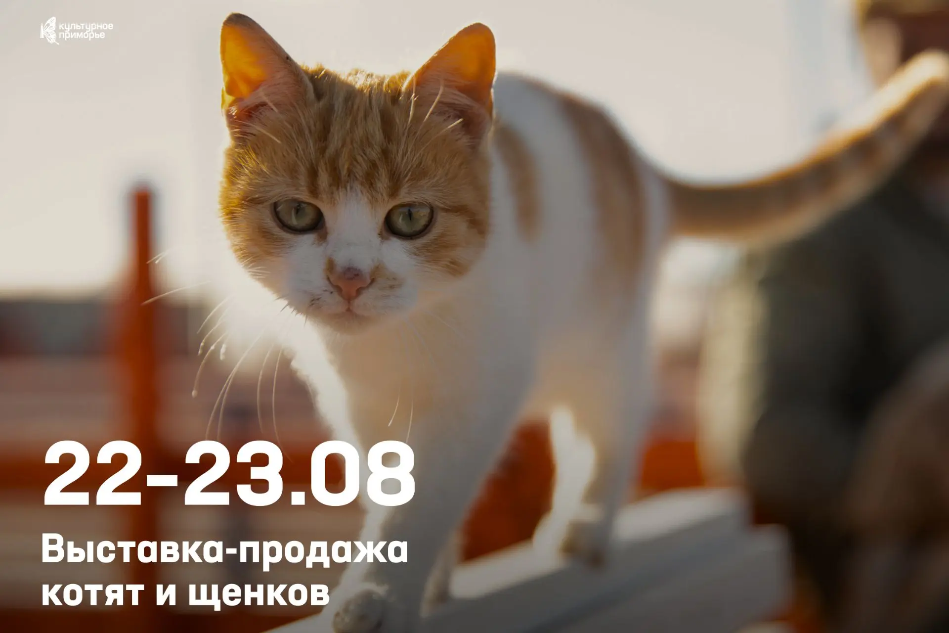 Если давно думаете о пушистом друге — в ТЦ «Море» можно познакомиться поближе 🐾