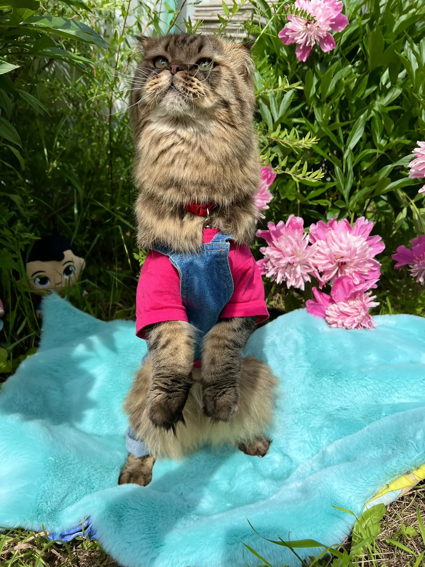 Всем привет!🐾 Мы — котик Самуэль и кошка Соня. Если вы обожаете смешные кошачьи истори...
